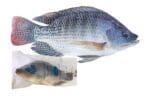 TaladThai Tilapia-Size-L-500g-800g