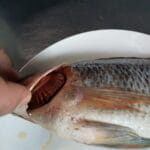 TaladThai Tilapia-Size-L-500g-800g