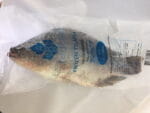 TaladThai Tilapia-Size-L-500g-800g