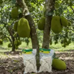 Frozen-Pre-Cooked-Young-Jackfruit